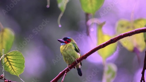 Blue-eared Barbet (Psilopogon duvaucelii ) launching off from tree branch in thick tropical rainforest in namtok saikhao National Park Thailand, Asia.video photo