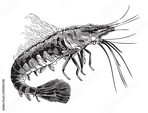 Shrimp sea sketch hand drawn in doodle style illustration