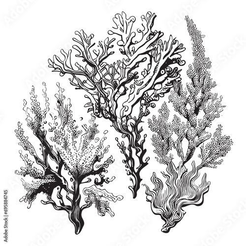 Corals sketch hand drawn in doodle style illustration