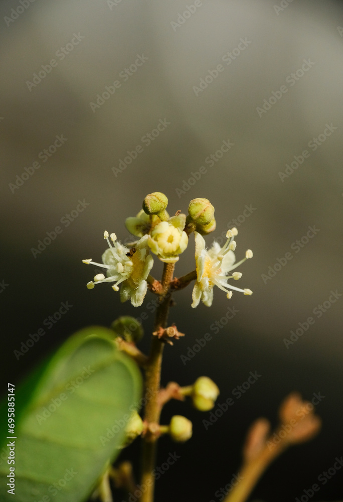 Selective focus of Dimocarpus longan flower (also called longan, lengkeng, kelengkeng, mata kucing) in the garden. Selective focus of Dimocarpus longan flower (also called longan, lengkeng, kelengkeng, mata kucing) in the garden.