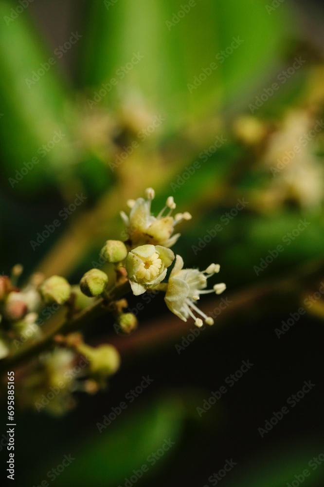 Selective focus of Dimocarpus longan flower (also called longan, lengkeng, kelengkeng, mata kucing) in the garden.