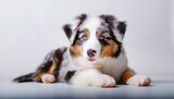 the studio portrait of the puppy dog australian shepherd lying on the white background looking at the copy space