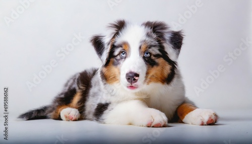 the studio portrait of the puppy dog australian shepherd lying on the white background looking at the copy space © Kira