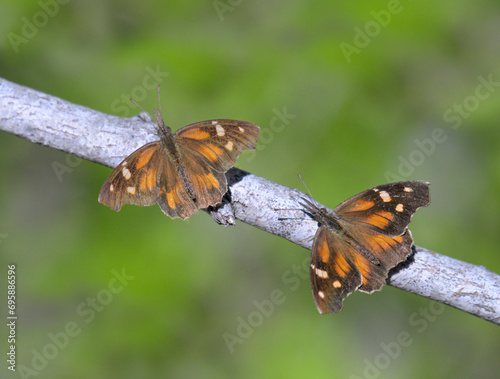 gathering and swarming of the American snout or common snout butterflies (Libytheana carinenta) during the autumn bloom, Bentsen-Rio Grande Valley State Park, Texas, USA. photo