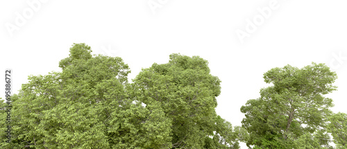 Green forest isolated on background. 3d rendering - illustration