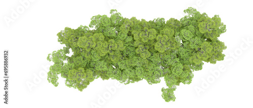 Green forest isolated on background. 3d rendering - illustration