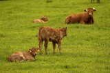 cows with calves resting on a meadow in summer