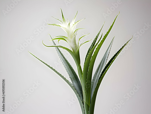 Aloe vera flower in studio background  single aloe vera flower  Beautiful flower  ai generated image