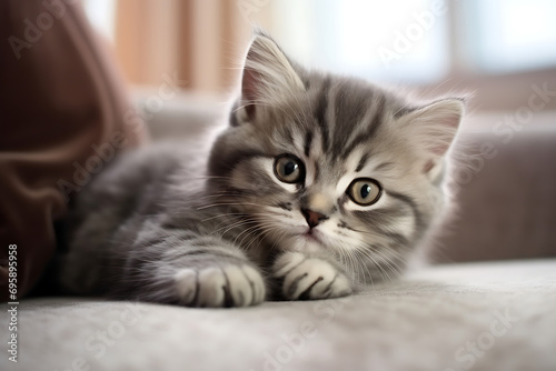 cute pet fluffy kitten in home interior on sofa © Marina Shvedak