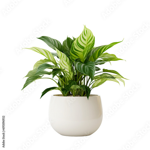  Plant with White Pot