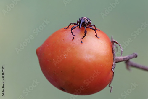 A boll weevil is foraging on ripe tomato fruit. This insect, which is known as a pest of cotton plants, has the scientific name Anthonomus grandis. photo