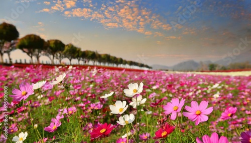 cosmos flower fields