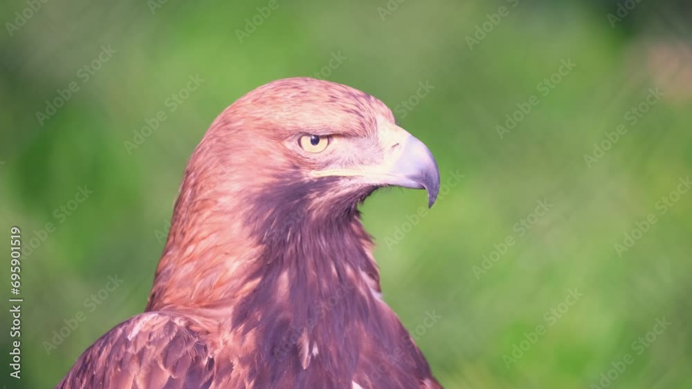 Golden eagle close-up against a background of green trees. A bird of prey hunts for its prey. The eagle sits and turns its head to the sides. Falcon hunting. Golden eagle close-up against a background of green trees. A bird of prey hunts for its prey. The eagle sits and turns its head to the sides. Falcon hunting.