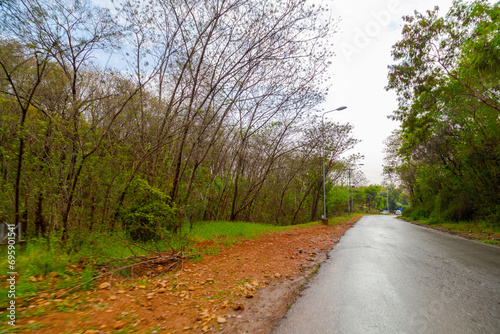 Looking,Down,A,Tree,Lined,Road,Into,The,Distance,In