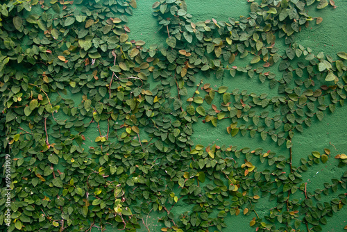climbing plant on the green wall known as ficus pumila