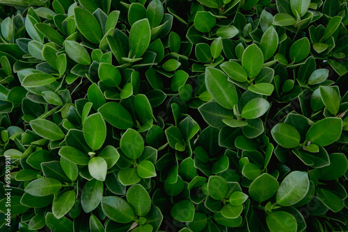green leaves background
