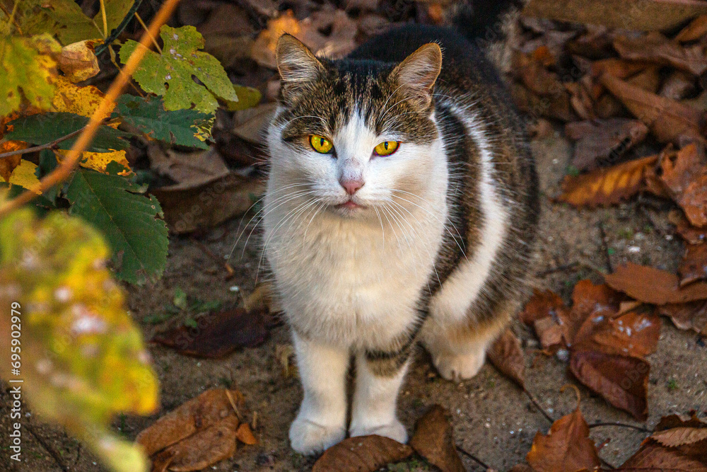 Beautiful cat with a big mustache among dry autumn leaves Beautiful cat with a big mustache among dry autumn leaves