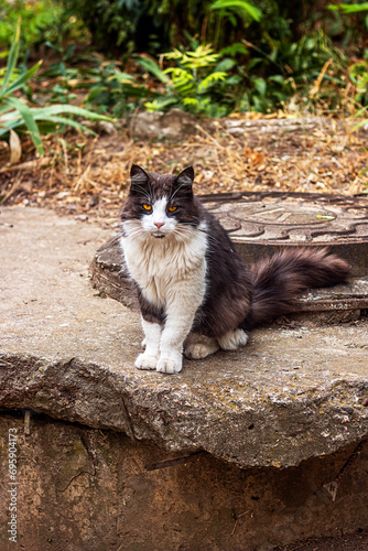 A beautiful black and white cat sits on a concrete slab next to a metal hatch in autumn 