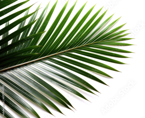 Palm leaf isolated on white background. © Marharyta