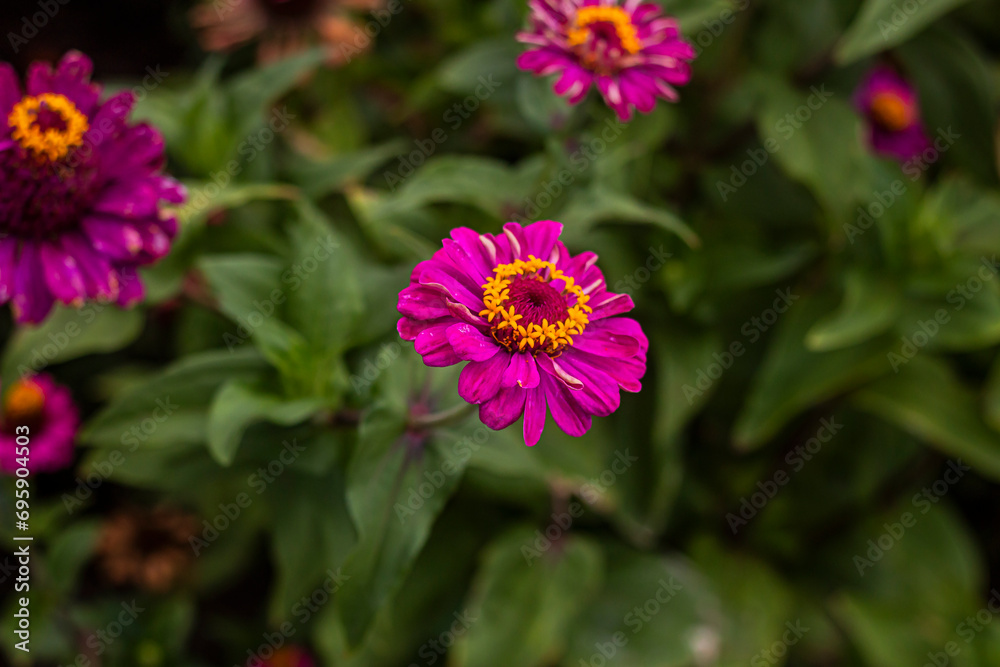Pink flowers on a background of green leaves close up Pink flowers on a background of green leaves close up