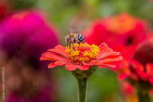 A bee eats delicious nectar from a red flower in macro 