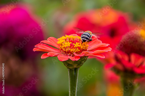 A beautiful bee sits on a beautiful red flower and enjoys the sweet and tasty nectar from the flower's core 