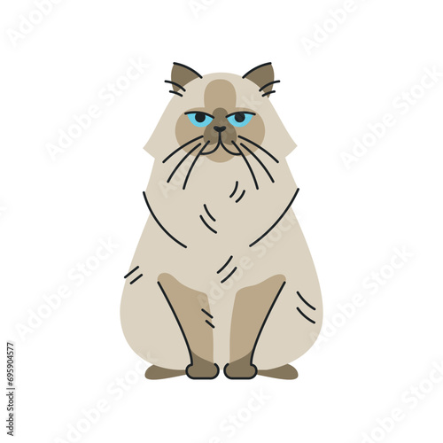 Himalayan cat sitting color element.  Cartoon cute animal.