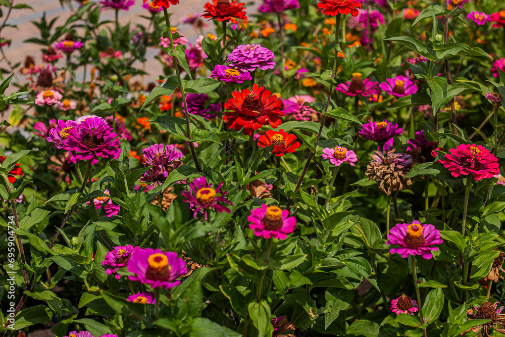 Many different beautiful purple and pink flowers in a flowerbed