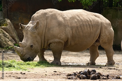 rhino resting on a summer day