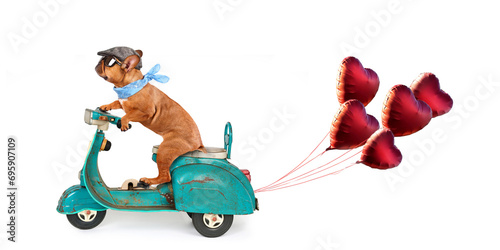 lustige Bulldogge auf dem Moped mit roten Herzballons