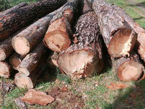 trees cut down in Partizanska Slava park in Kyiv, Ukraine photo