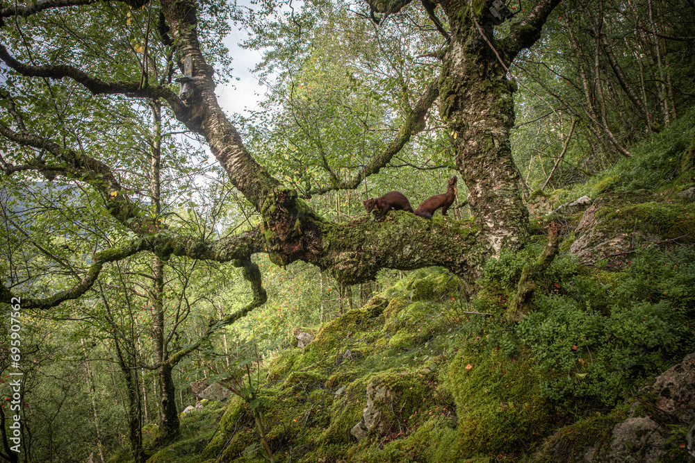 Marten in old forest Norway