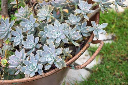 Plant Graptopetalum paraguayense close up in a garden pot. A garden plant Graptopetalum with morning dew on the leaves.
