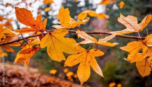 autumn leaf colors for background
