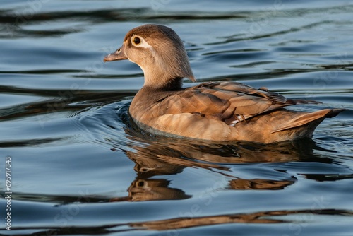 Obraz na płótnie A brown female of a north american wood duck, or a carolina duck, swimming in blue water. Sunny day at a lake. w salonie