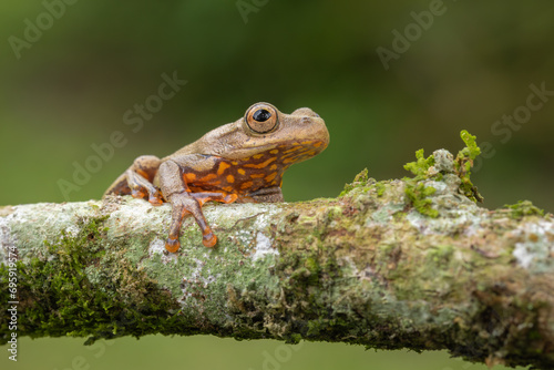 Colombian Tree Frog perched on a tree in the rainforest