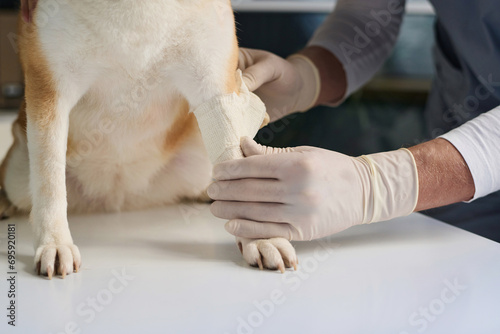 Unknown doctor putting bandage on paw of dog patient sitting on examination table at vet clinic © AnnaStills