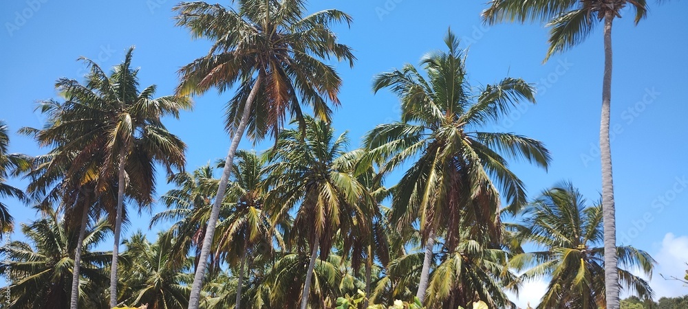 praia de alagoas