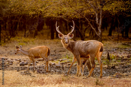 Sambar deer, Ranthambore