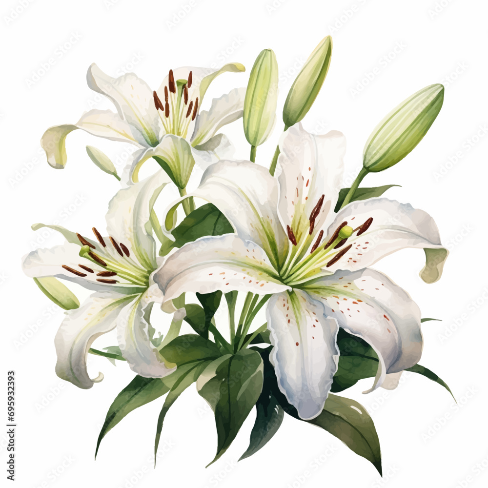 Fototapeta premium flower, lily, nature, pink, plant, white, flowers, isolated, spring, beauty, flora, blossom, lilly, petal, bouquet, closeup, floral, macro, summer, garden, bloom, leaf, color, yellow, lilies