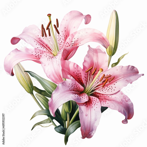 flower, pink, lily, nature, plant, beauty, isolated, flowers, spring, garden, bloom, flora, white, blossom, lilly, petal, leaf, macro, closeup, floral, blooming, bouquet, single, beautiful, orchid