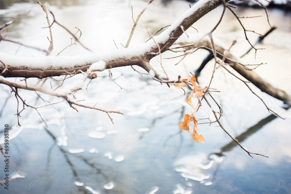 ice-covered branches dipping into river water