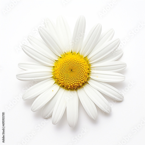 daisy isolated on white background © Wendelin