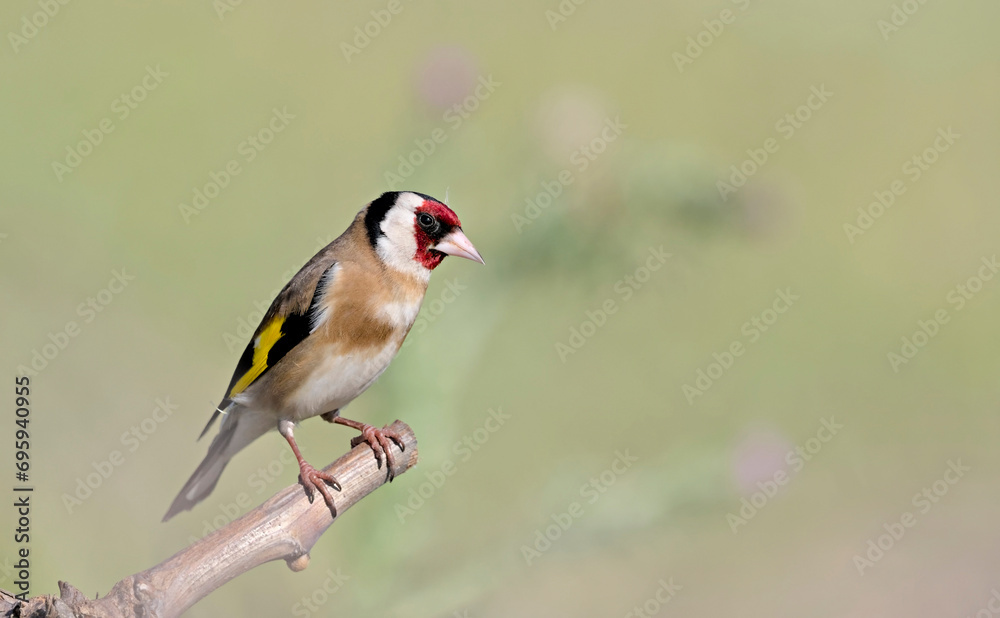 Obraz premium European Goldfinch (Carduelis carduelis), Greece