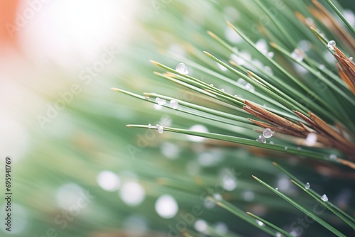 close-up of pine needles with snowflakes