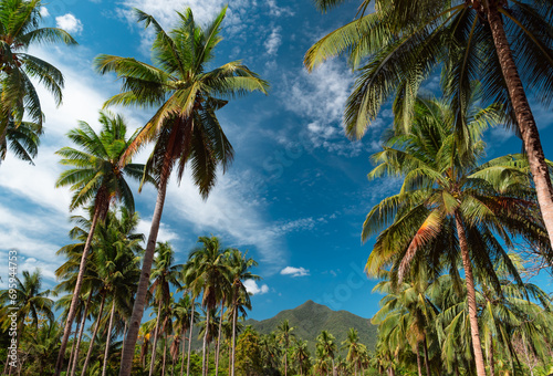 Bottom view of coconut palm trees forest in sunshine. Palm trees against a beautiful blue sky. Green palm trees on blue sky background. Travel concept.