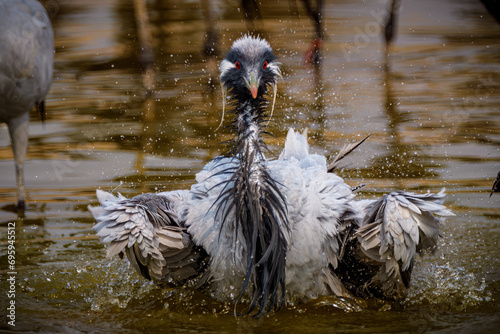 Demoiselle crane (Grus virgo) photo