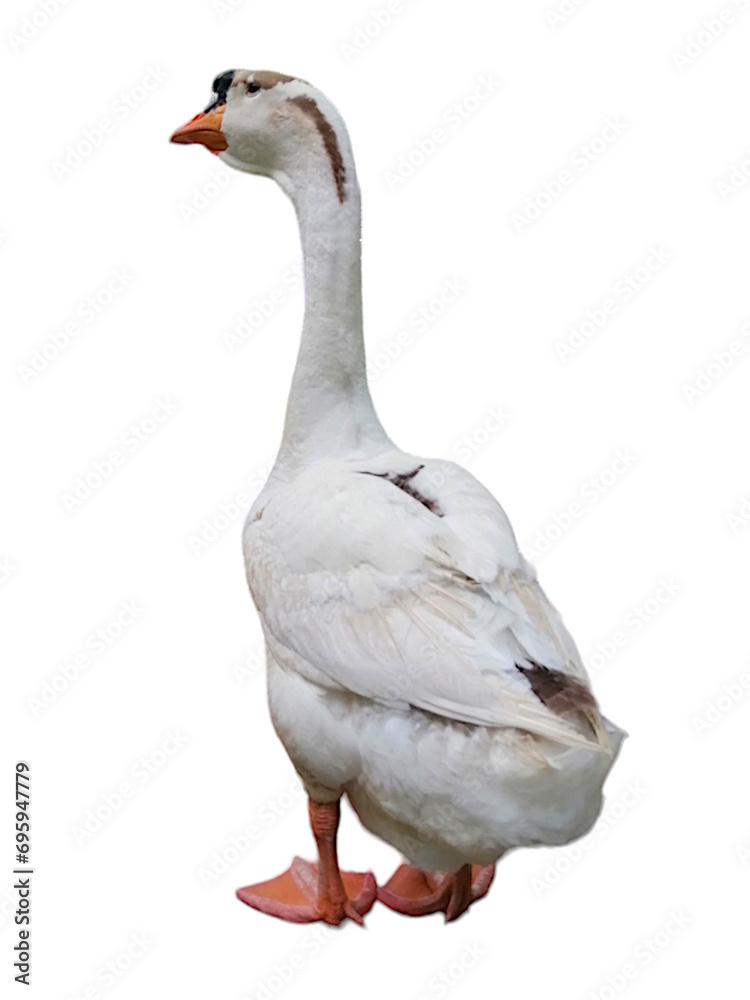 White Goose Gazing Intently on White Background. White Goose Gazing Intently on White Background.
