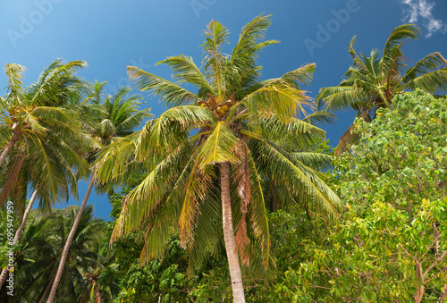 Bottom view of coconut palm trees forest in sunshine. Palm trees against a beautiful blue sky. Green palm trees on blue sky background. Travel concept.