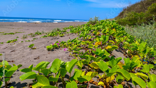 greenery of Ipomoea pes-caprae sandy beach